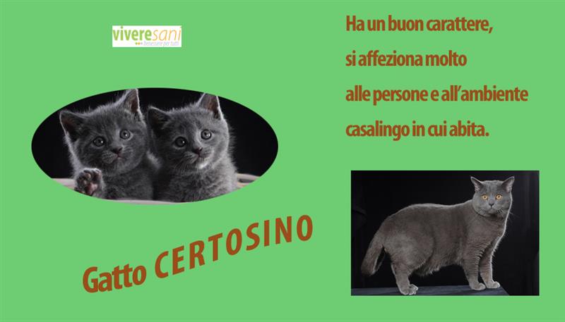 Il Certosino, un bel gatto...tutto da coccolare!